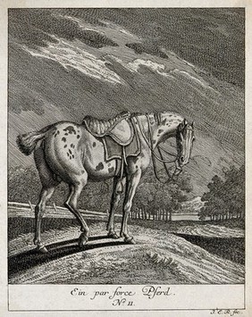 A par-force horse with a docked tail in a paddock. etching by J.E. Ridinger.