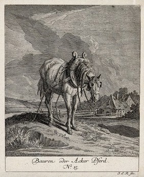 A plough horse standing in a field with a farm house in the background. Etching by J. E. Ridinger.