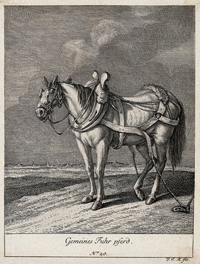 A wagon horse with blinkers, yoke and girth standing in a field with its girth tied to the ground. Etching by J. E. Ridinger.