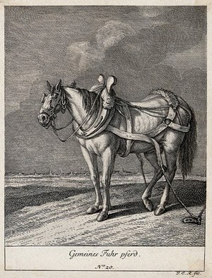 view A wagon horse with blinkers, yoke and girth standing in a field with its girth tied to the ground. Etching by J. E. Ridinger.