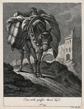 A large mule carrying a load with a dog on top is walking on a rocky path with a town in the background. Etching by J. E. Ridinger.