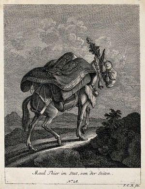 view A muzzled, harnessed and loaded mule walking up a rocky path, seen from the side. Etching by J. E. Ridinger.