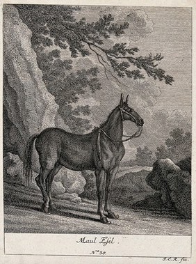 A mule wearing only a halter standing in a mountainous landscape. Etching by J. E. Ridinger.