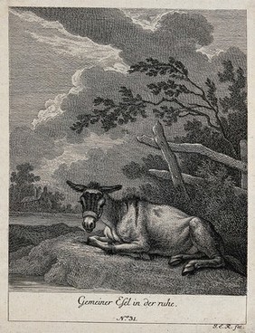 A donkey resting in a paddock. Etching by J. E. Ridinger.