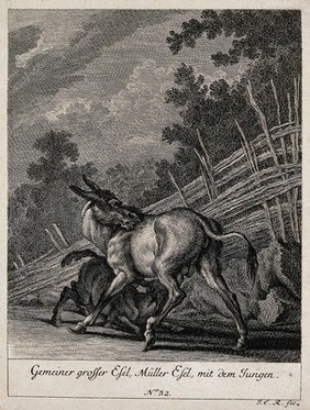 A she-donkey with a suckling foal in a paddock. Etching by J.E. Ridinger.