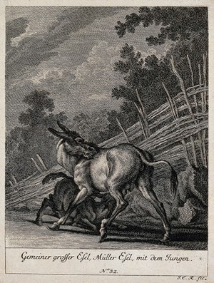 view A she-donkey with a suckling foal in a paddock. Etching by J.E. Ridinger.