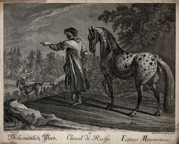 A man in a Russian attire is leading a spotted white horse at its reins out of the forest on to a clearing. Etching by M. E. Ridinger after J. E. Ridinger.