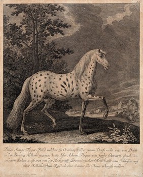 A horse with an abnormally coloured coat standing in a paddock with other horses in the background. Etching by J. E. Ridinger after D. Sauerkern.