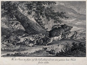 view A wild boar is chased and attacked by a pack of dogs during a hunt in the forest with mounted huntsmen following the dogs. Etching by J. E. Ridinger.