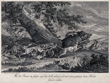 A wild boar is chased and attacked by a pack of dogs during a hunt in the forest with mounted huntsmen following the dogs. Etching by J. E. Ridinger.