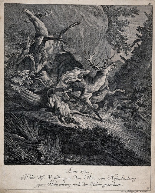 A pack of dogs is chasing and ferociously attacking two stags at the same time in a forest. Etching by J. E. Ridinger.