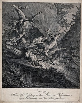 A pack of dogs chasing and ferociously attacking two stags in a forest. Etching by J. E. Ridinger.