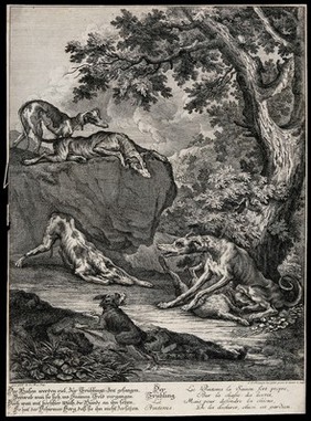 A dog is sitting with its forelegs over a just bagged hare outside a forest while he is surrounded by dogs on the ground and on a rock. Etching by J. E. Ridinger.