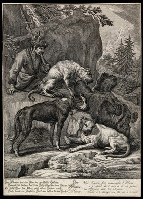 Three mastiffs and a Polish huntsman are watching a dead bear tumbling down backwards off a rock. Etching by J. E. Ridinger.