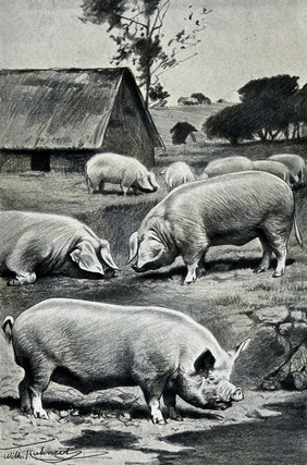 Eight pigs on a meadow near a wallow with a thatched barn in the background. Lithograph after E. Crété after W. Kuhnert.