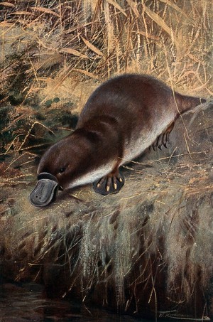 view A duck billed platypus (watermole). Colour lithograph after W. Kuhnert.