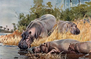 view A group of hippopotami drinking and resting in the river and on the shore. Colour lithograph after W. Kuhnert.