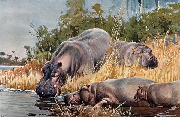 A group of hippopotami drinking and resting in the river and on the shore. Colour lithograph after W. Kuhnert.