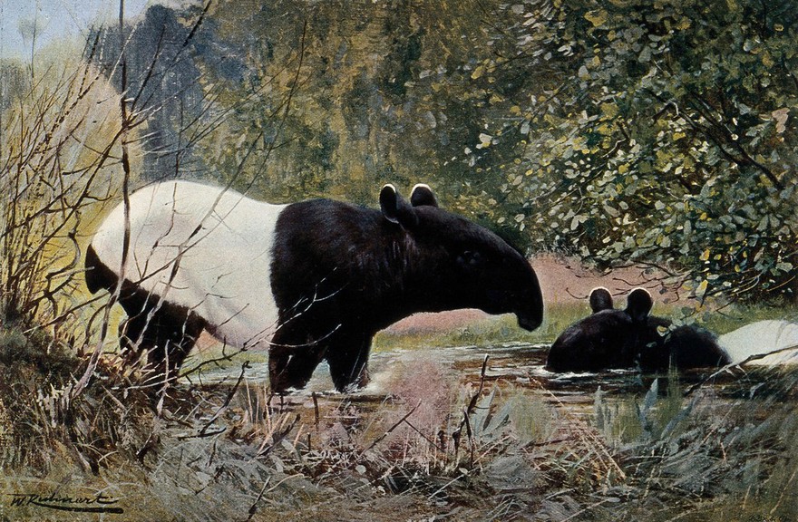 Two Indian tapirs taking a bath in a pool of stagnant water in a jungle. Colour lithograph after W. Kuhnert.
