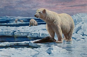 view A polar bear standing next to its prey, a dead seal, on an ice floe in the Arctic sea. Colour lithograph after W. Kuhnert.