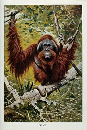 view An orang-utan sitting on a branch of a tree in a jungle. Colour lithograph after W. Kuhnert.
