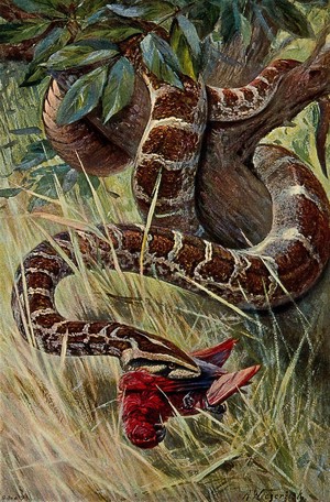 view An Indian python devouring its prey, a parrot. Colour lithograph after A. Weczerzick.