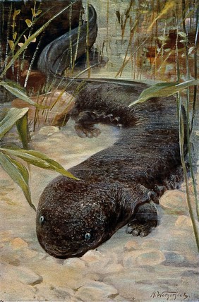 A giant salamander. Colour lithograph after A. Weczerzick.