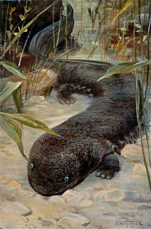 view A giant salamander. Colour lithograph after A. Weczerzick.