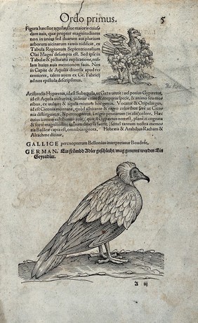 A vulture. Woodcut after C. Gessner.