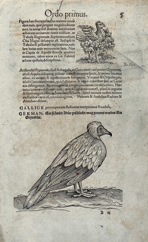 view A vulture. Woodcut after C. Gessner.