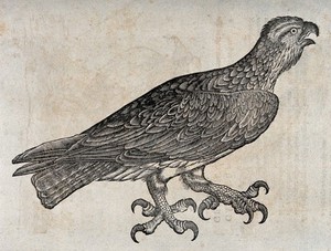 view An eagle. Woodcut after C. Gessner.