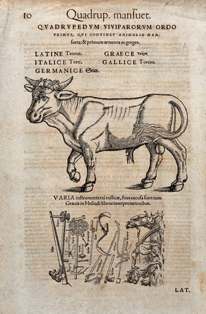 view A bull. Woodcut after C. Gessner.