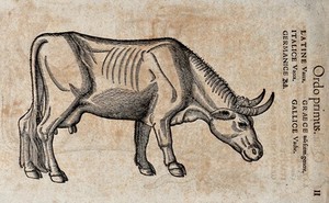 view A cow. Woodcut after C. Gessner.