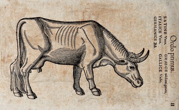 A cow. Woodcut after C. Gessner.