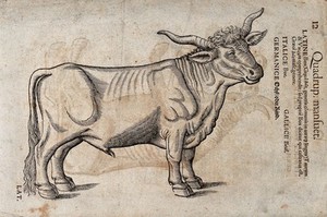 view An ox. Woodcut after C. Gessner.