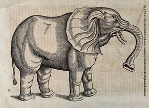 view An elephant. Woodcut after C. Gessner.