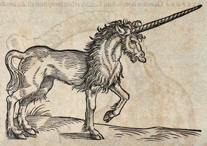 view A unicorn. Woodcut after C. Gessner.