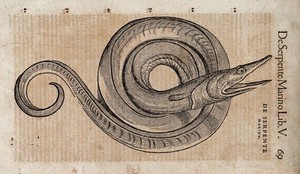 view A serpent. Woodcut after C. Gessner.