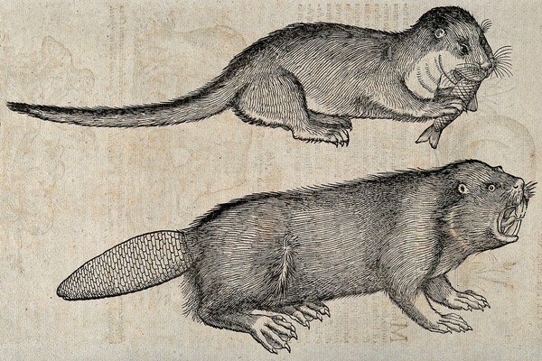 Above, an otter eating a fish; below, a beaver. Woodcut after C. Gessner.