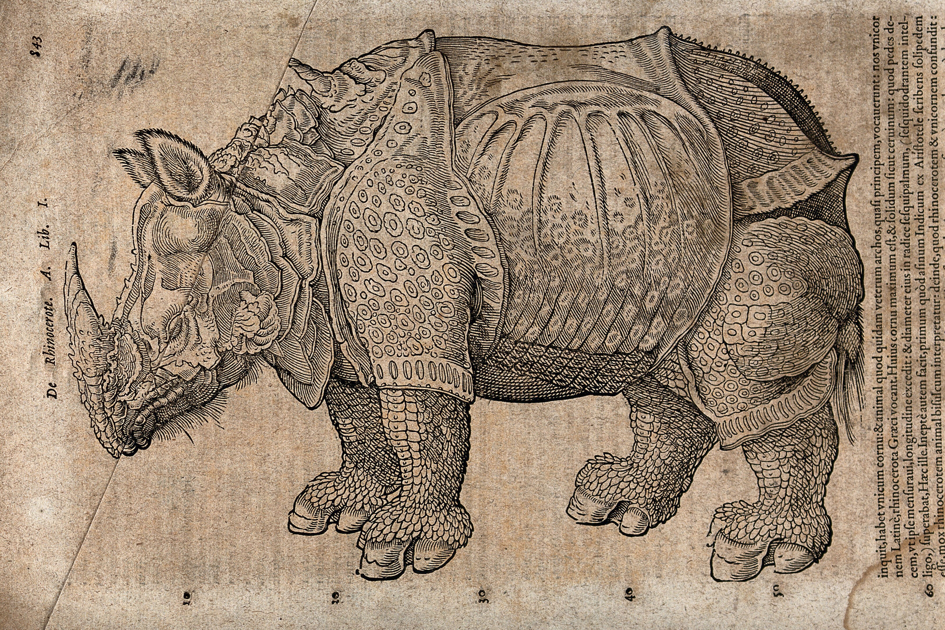 A rhinoceros. Woodcut after A. Dürer. | Wellcome Collection