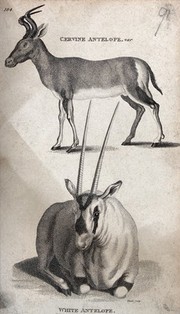 Above, a vervine antelope; below, a white antelope. Etching by Heath.