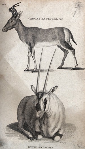 view Above, a vervine antelope; below, a white antelope. Etching by Heath.