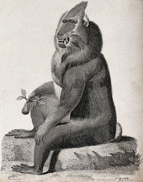 A baboon sitting on a stone holding a fruit in its right hand. Etching by Heath.