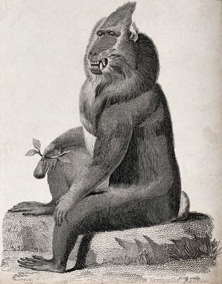 A baboon sitting on a stone holding a fruit in its right hand. Etching by Heath.