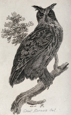 A great horned owl sitting on a branch of a tree. Etching by Heath.