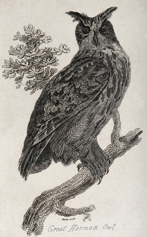 view A great horned owl sitting on a branch of a tree. Etching by Heath.