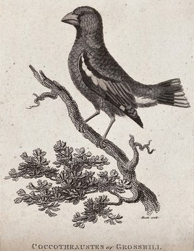 A grossbill (grosbeak) sitting on a branch of a tree. Etching by Heath.