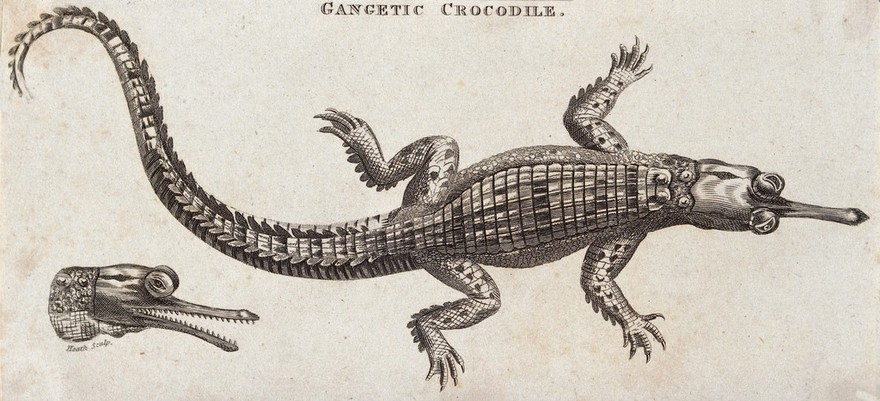 A crocodile of the Ganges and a detail of its head. Etching by Heath.