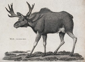 view An elk. Etching by Heath.