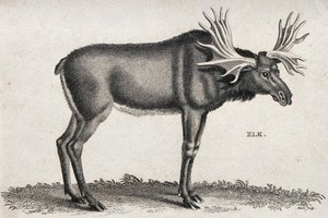 view An elk with large antlers. Etching by Heath.